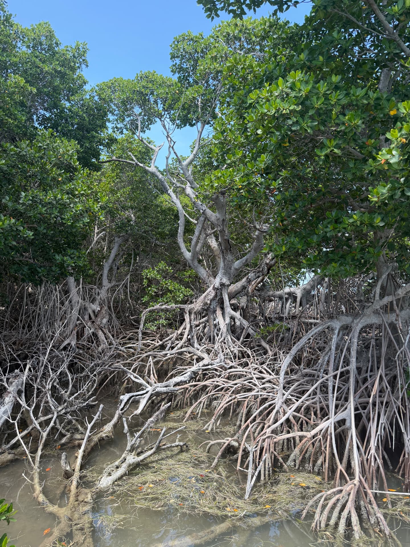 Red mangrove roots along a backcountry shoreline near Big Pine Key