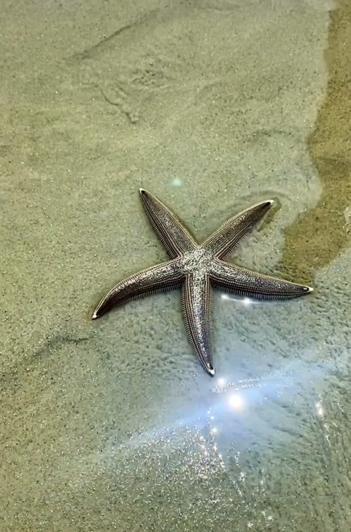 Starfish resting in clear ankle-deep water on a Lower Keys sand flat
