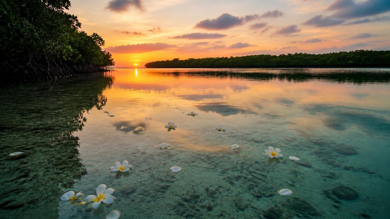 Plumeria petals floating on calm Florida Keys water at sunset